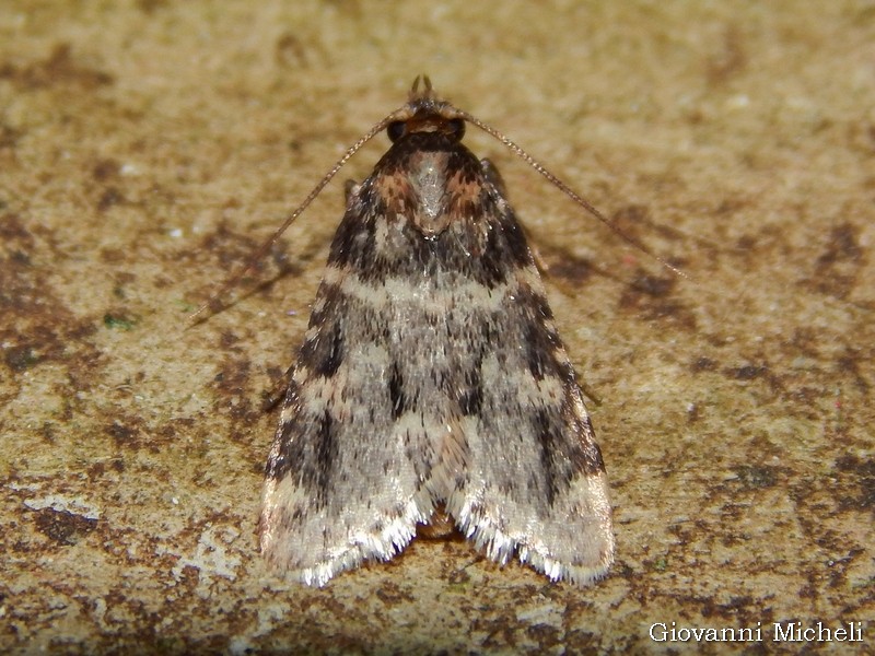 Aglossa caprealis conferma??